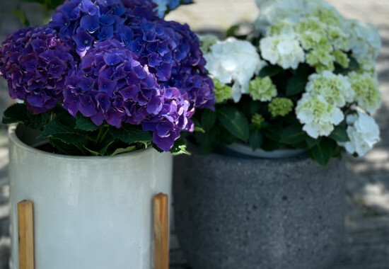 紫陽花：オンリーダイニング（ONLY DINING）